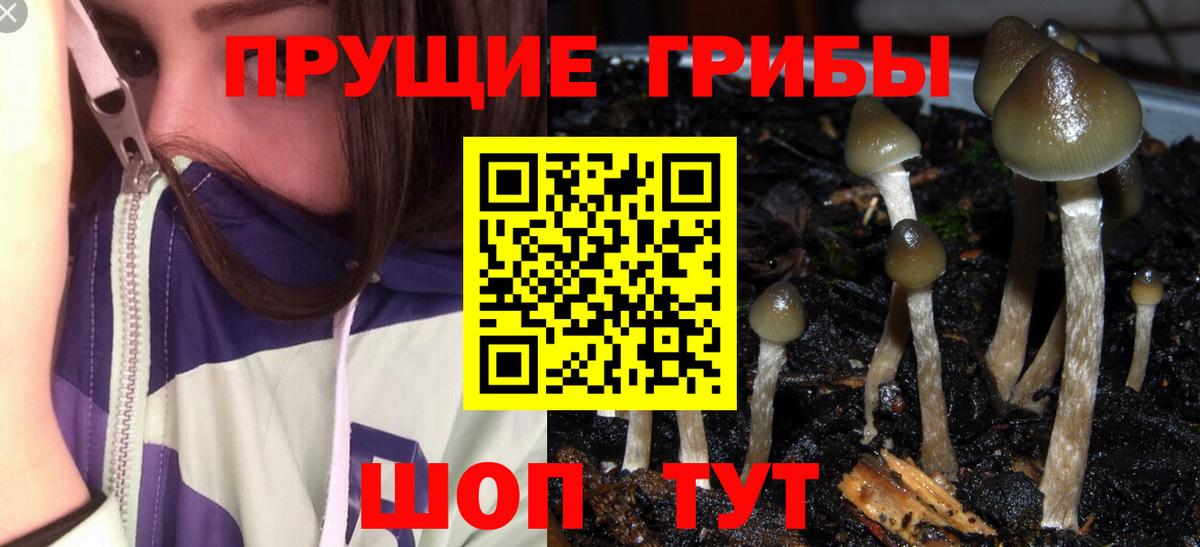 Галлюциногенные грибы GOLDEN TEACHER  купить  сайты  Фрязино  Вход с VPN 